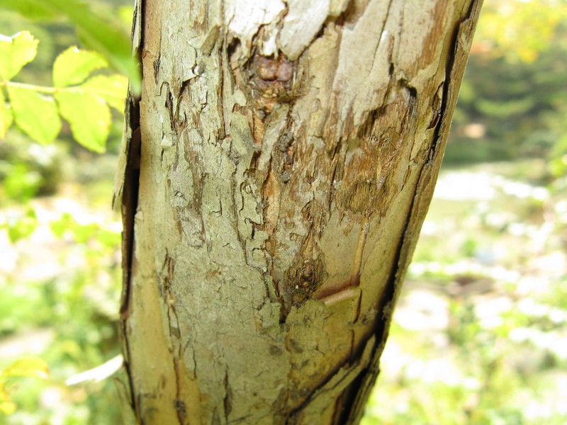 Rosa hirtula photo 3