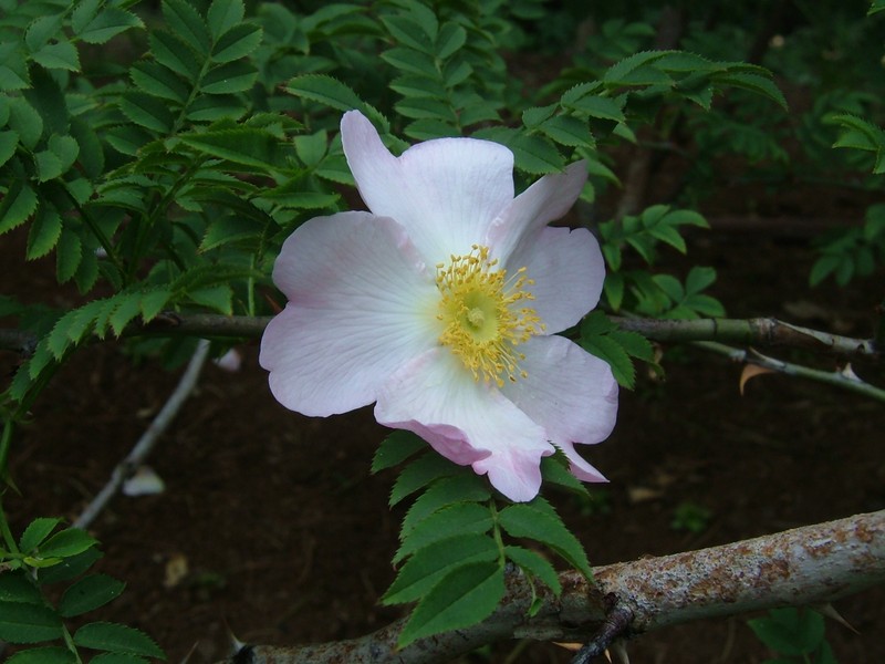 Rosa hirtula photo 4