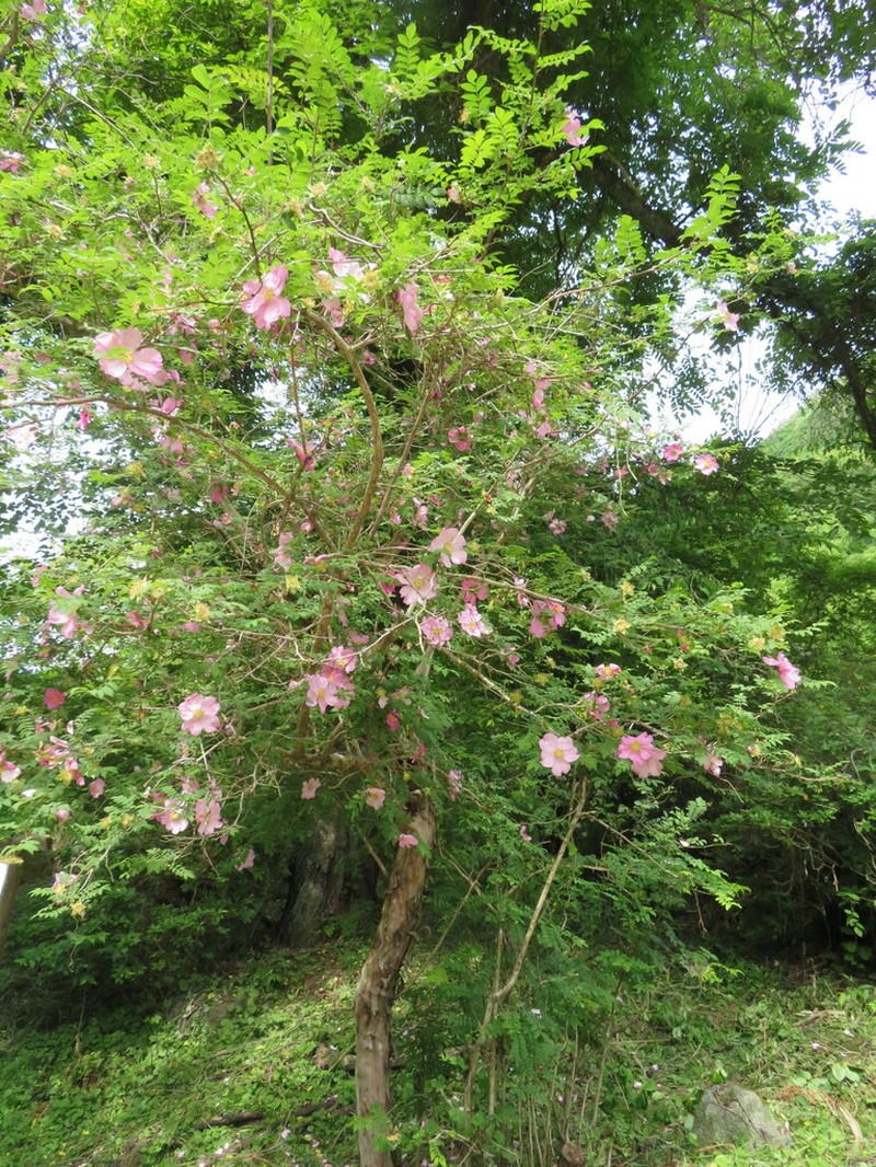 Rosa hirtula photo 6
