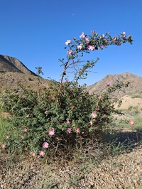 Rosa iberica