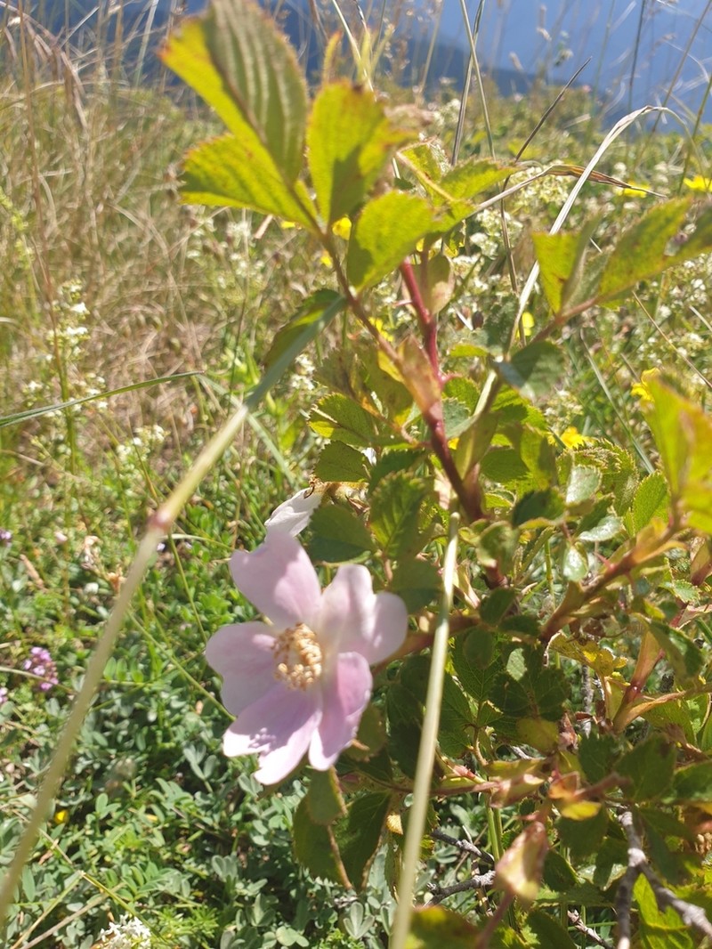 Rosa iberica photo 2