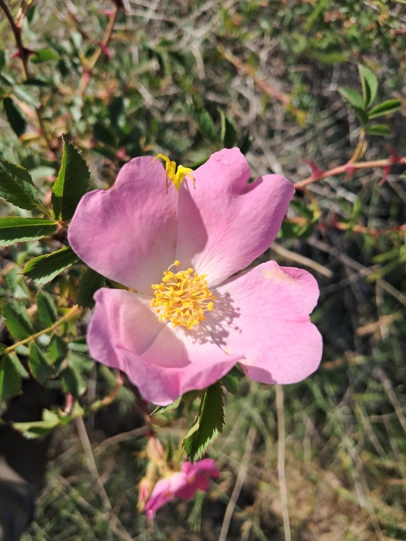 Rosa iberica photo 3