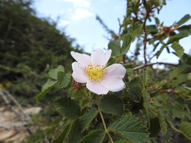 Rosa iberica photo 4
