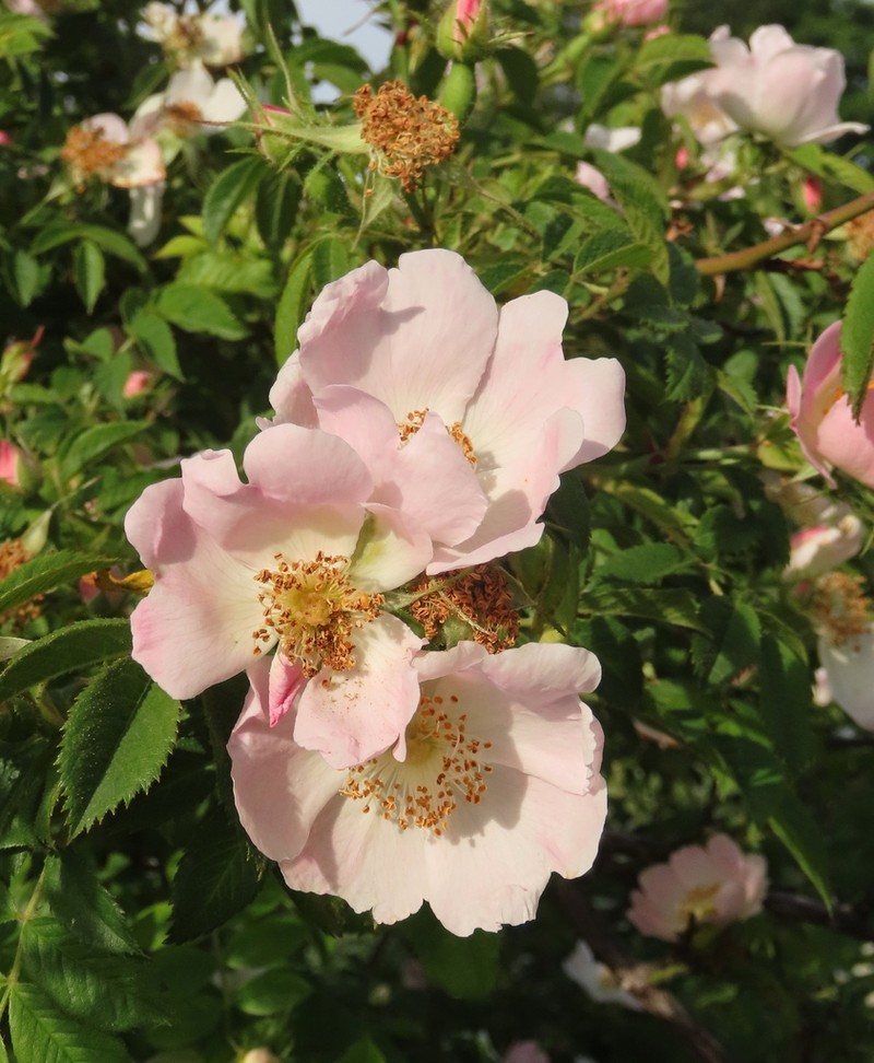 Rosa iberica photo 5