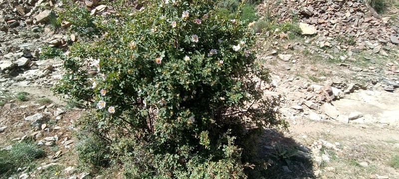 Rosa iberica photo 6
