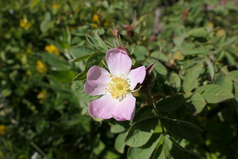 Rosa iberica photo 7