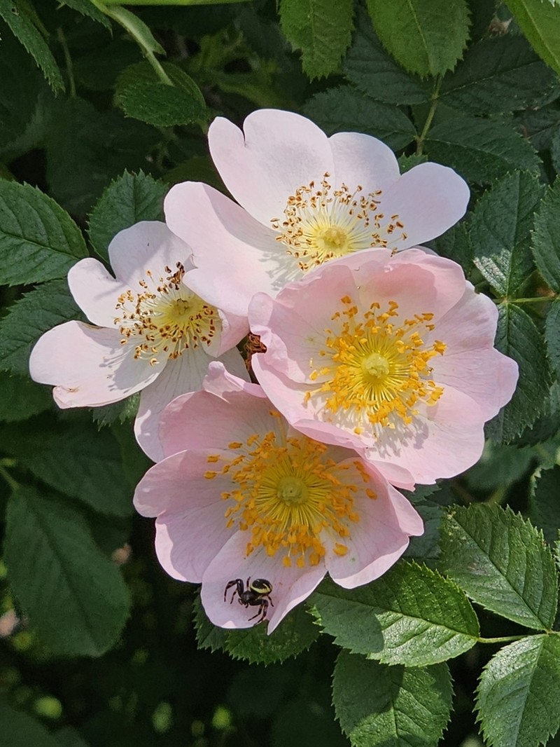 Rosa iberica photo 8