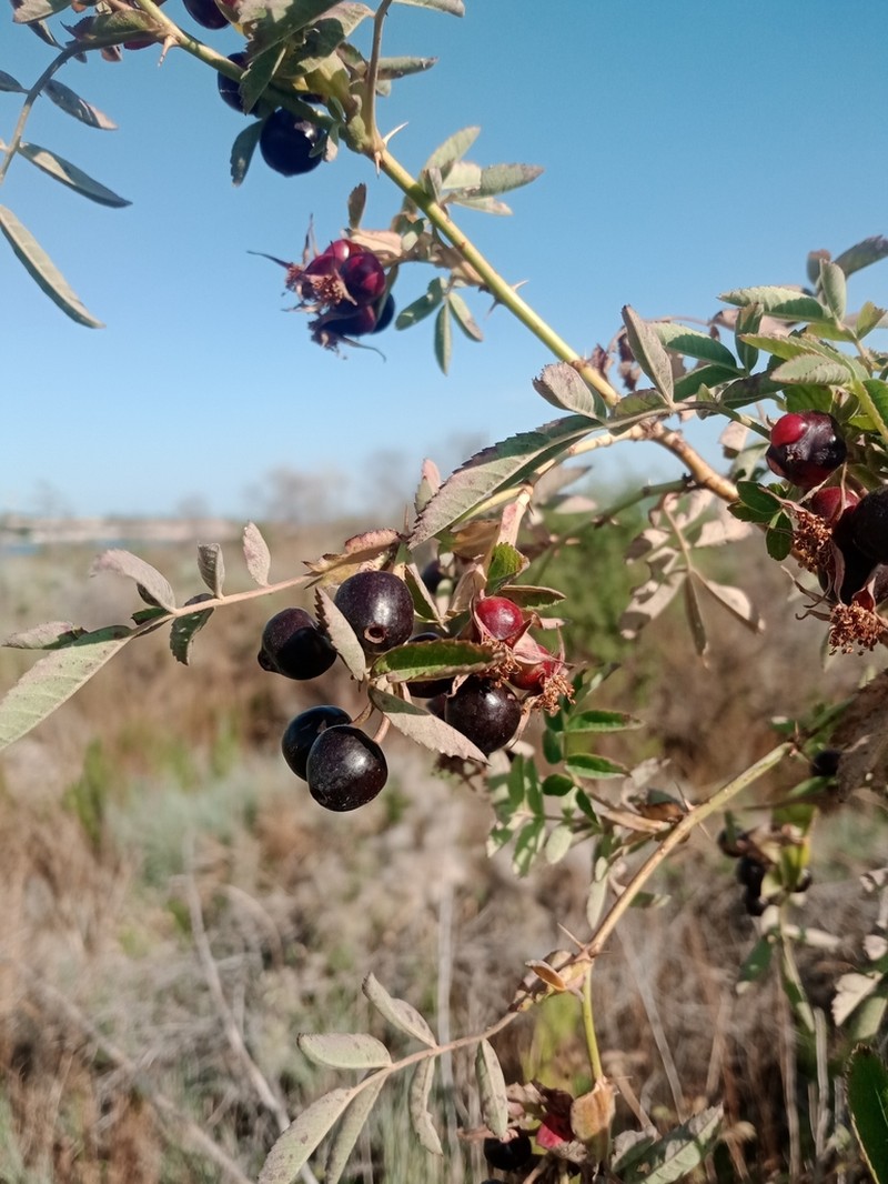 Rosa iliensis