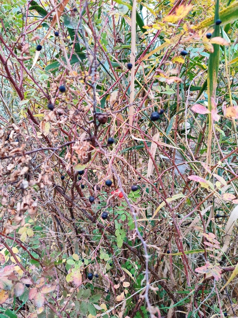 Rosa iliensis photo 3
