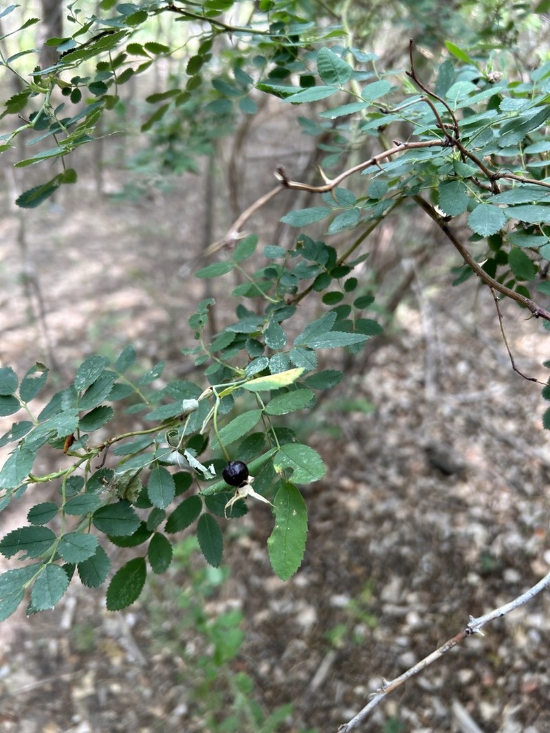Rosa iliensis photo 4