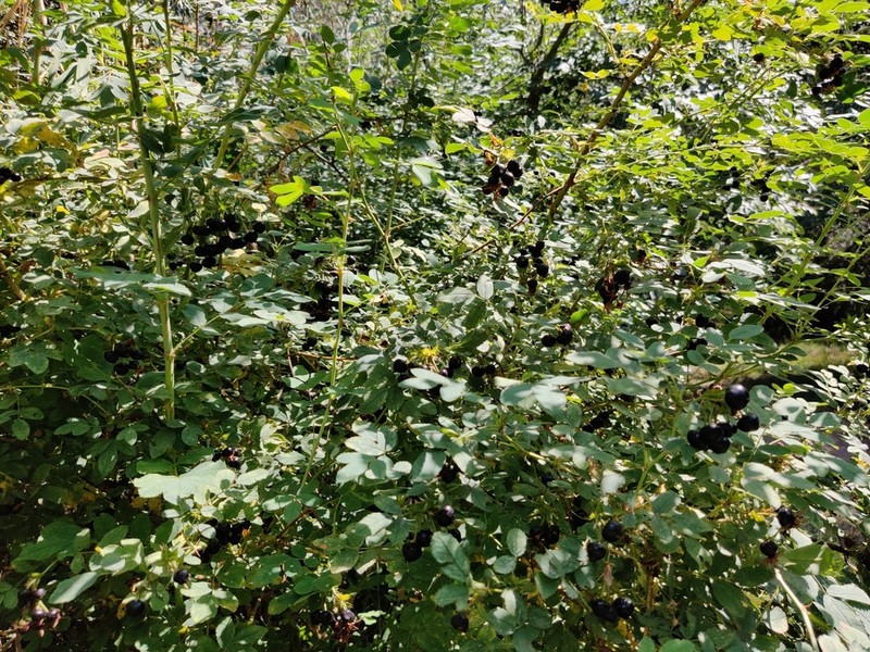 Rosa iliensis photo 5