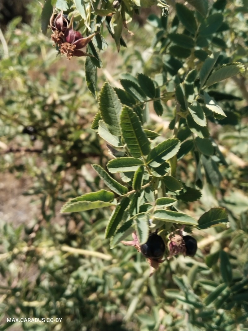 Rosa iliensis photo 6