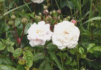 Cyme Rose