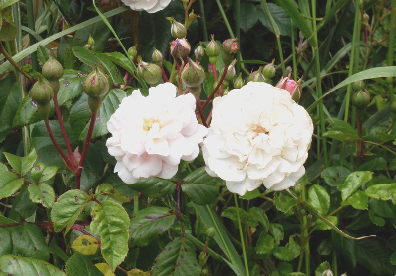 Cyme Rose