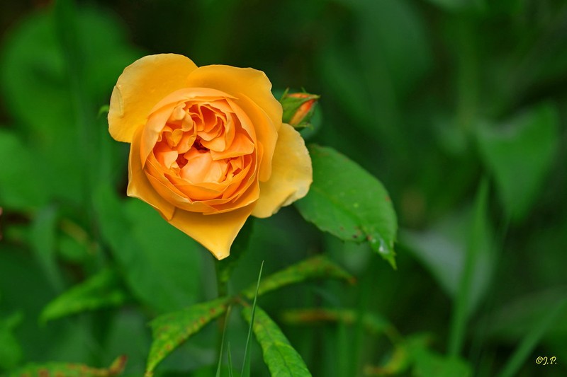 Cyme Rose photo 2