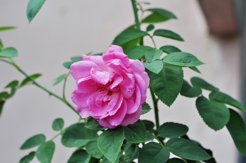 Cyme Rose photo 2