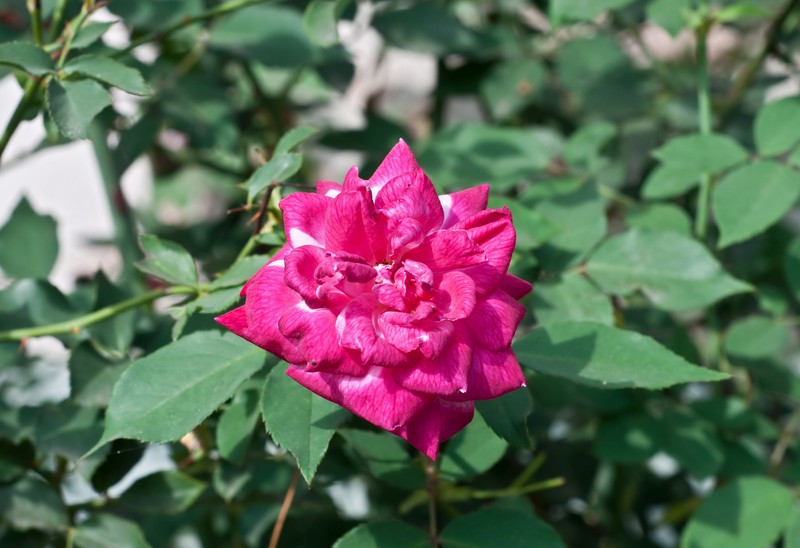 Cyme Rose photo 3