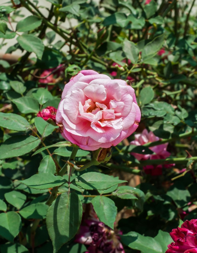 Cyme Rose photo 4