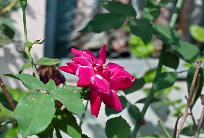 Cyme Rose photo 5