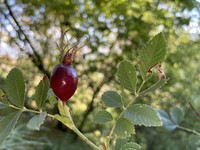 Rosa inodora