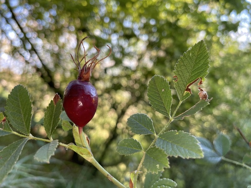 Rosa inodora