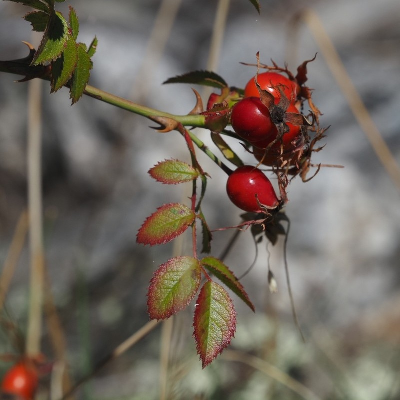 Rosa inodora photo 2
