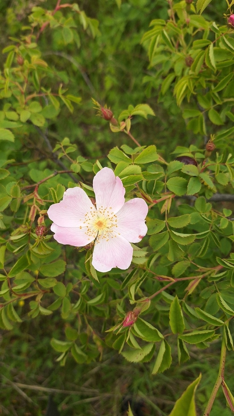 Rosa inodora photo 3