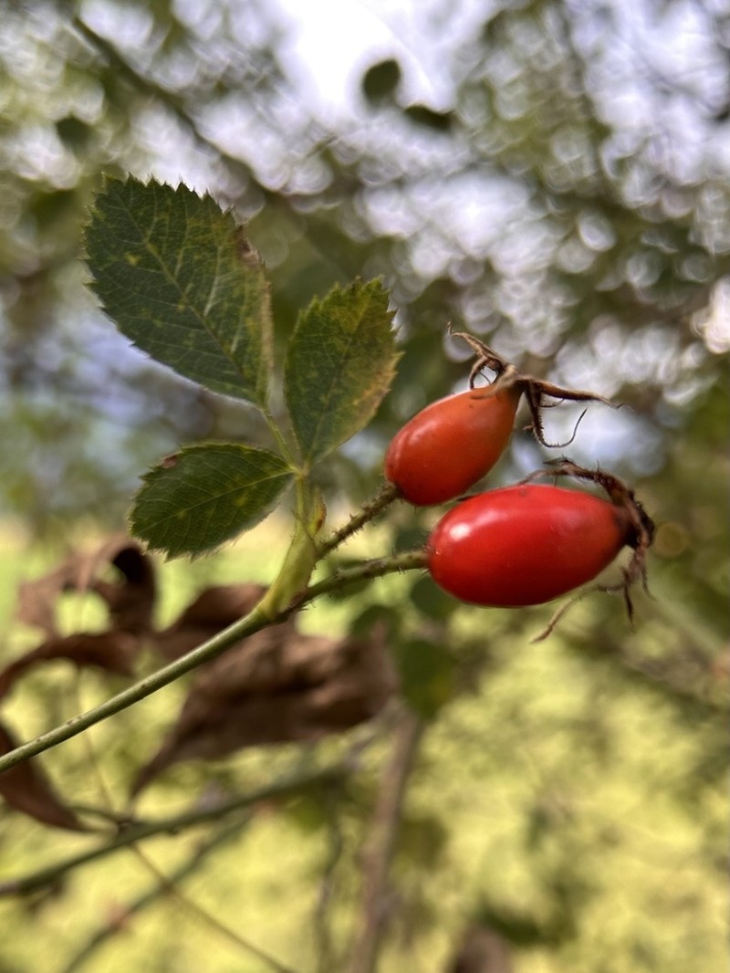 Rosa inodora photo 4