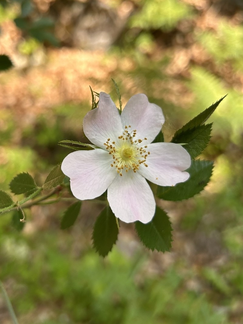Rosa inodora photo 5