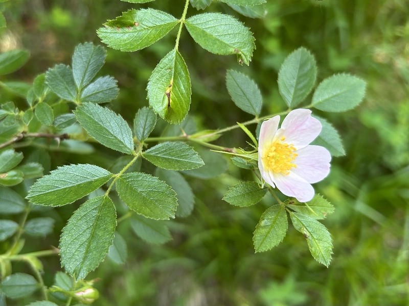 Rosa inodora photo 6