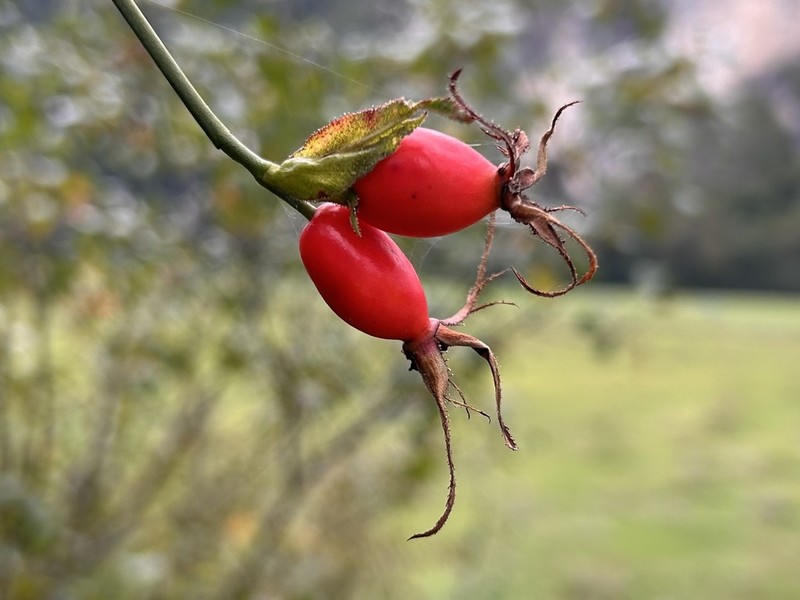 Rosa inodora photo 8