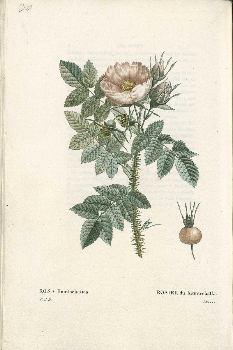 Rosa kamtchatica