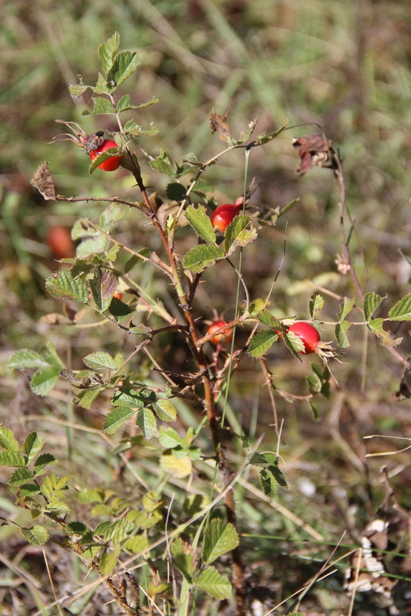 Rosa khasautensis photo 2