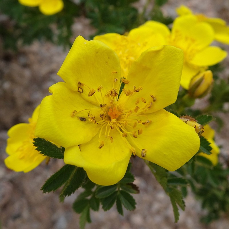 Rosa kokanica