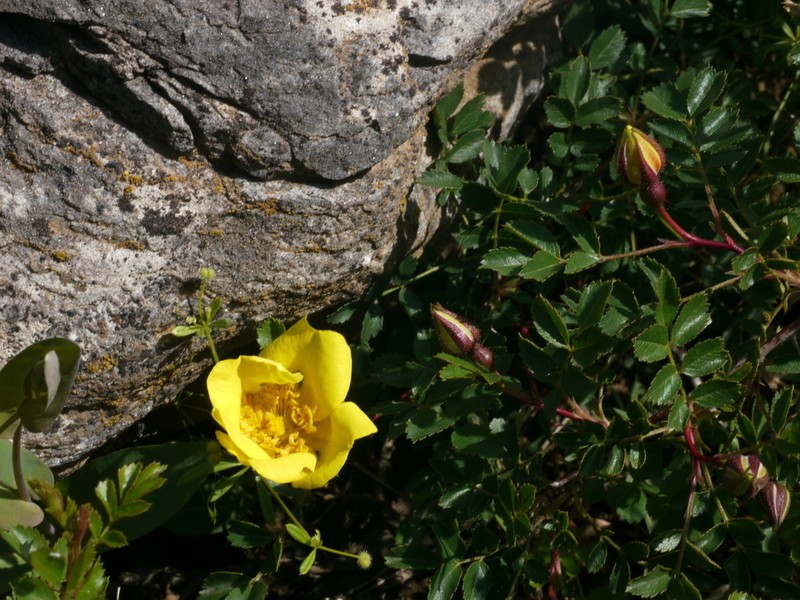 Rosa kokanica photo 5