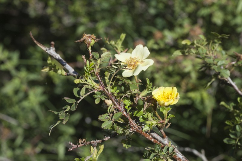 Rosa kokanica photo 6