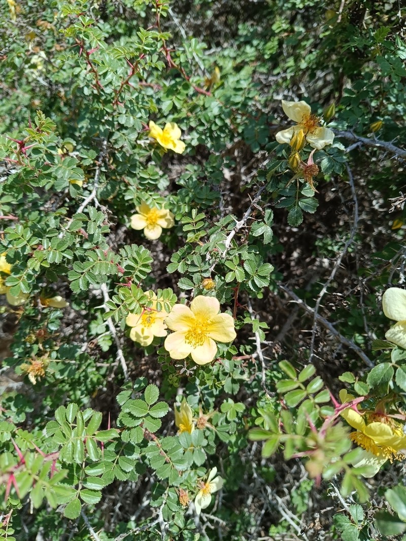 Rosa kokanica photo 7