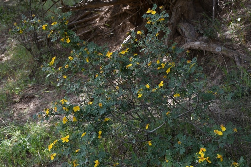 Rosa kokanica photo 8