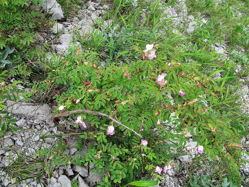 Rosa koreana