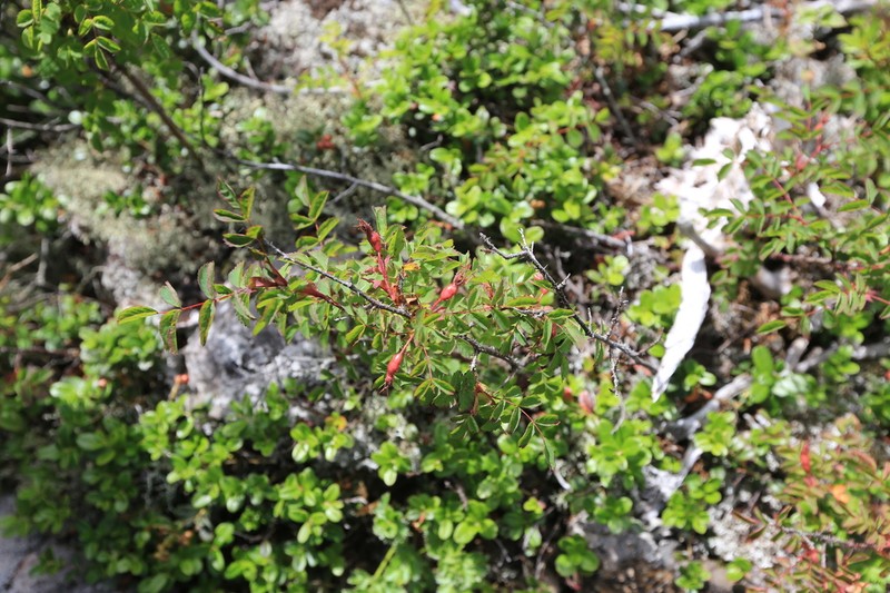 Rosa koreana photo 2