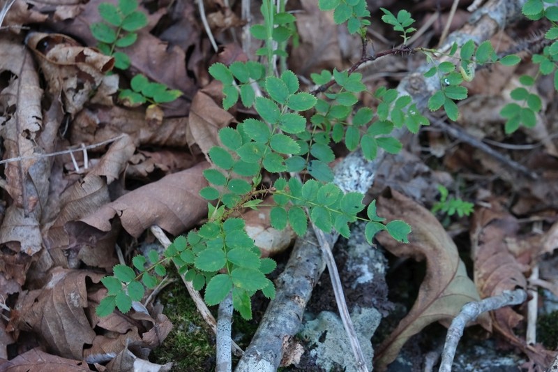 Rosa koreana photo 3