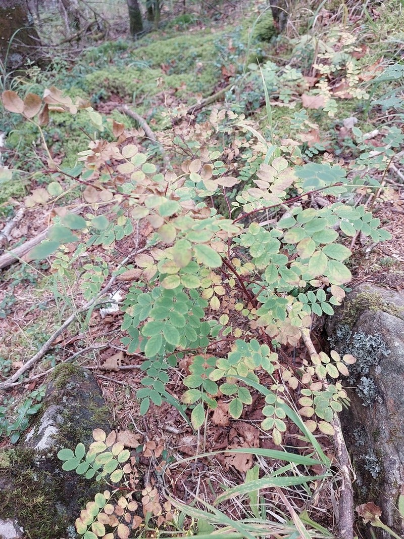 Rosa koreana photo 5