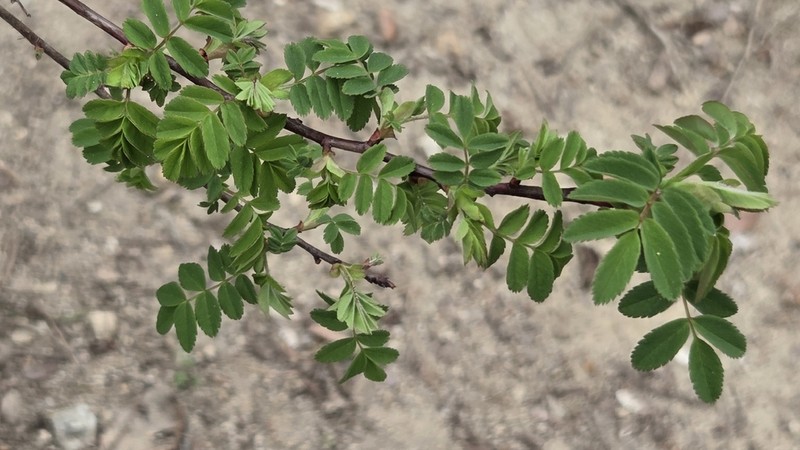 Rosa koreana photo 7