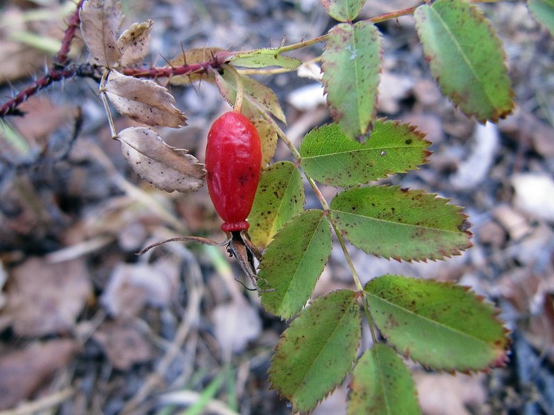 Rosa koreana photo 8