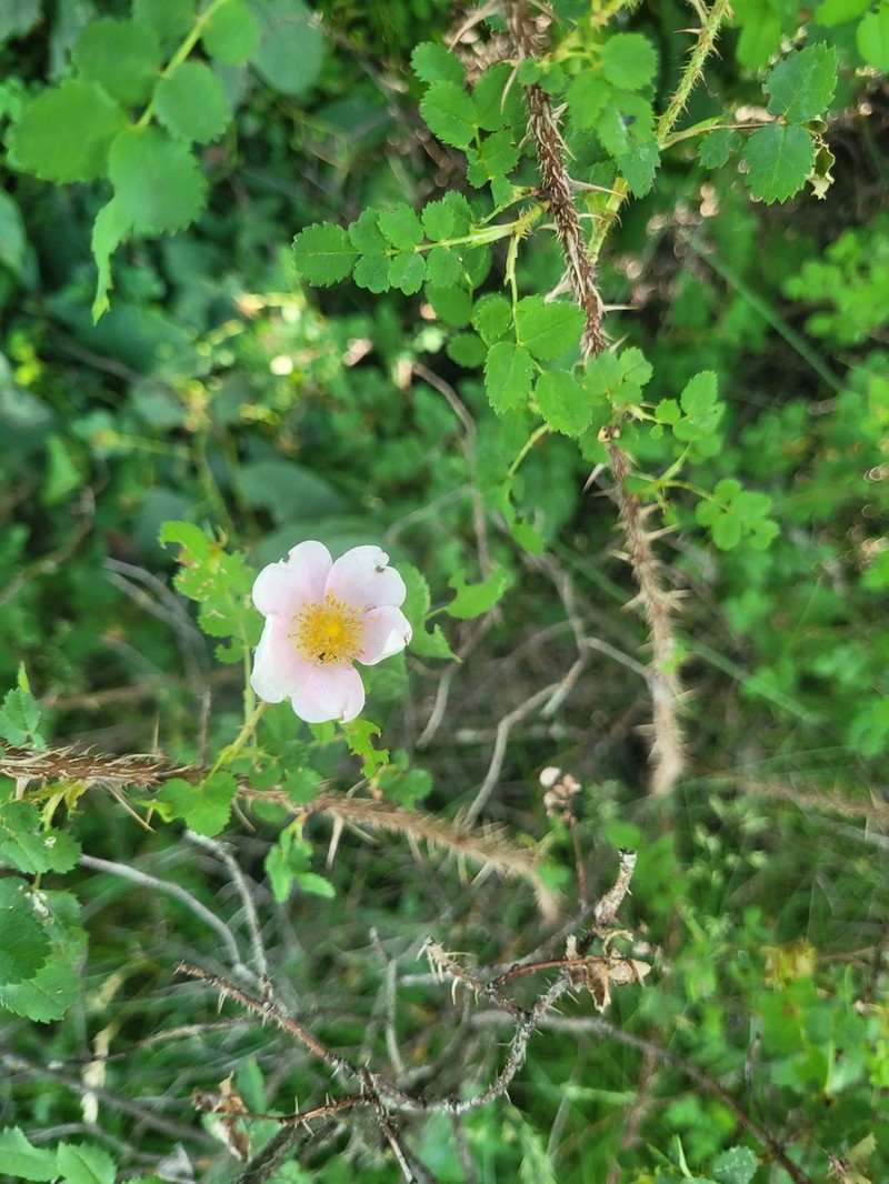 Rosa kujmanica