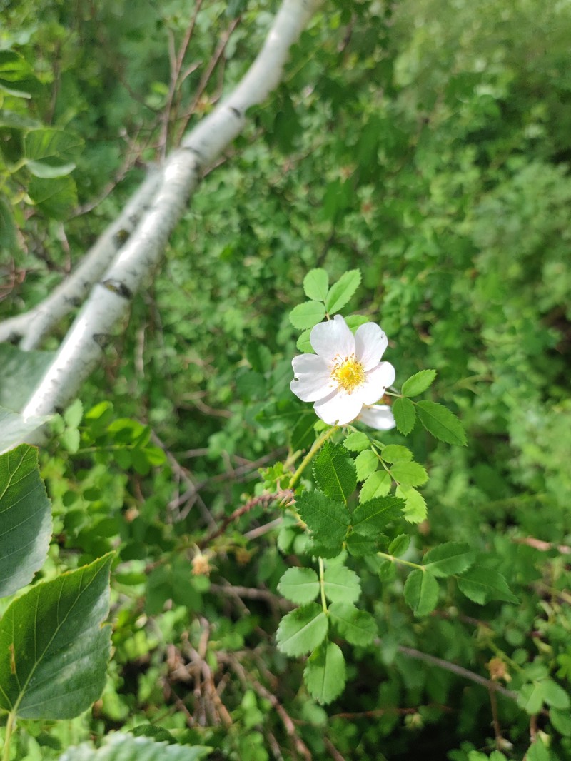 Rosa kujmanica photo 5