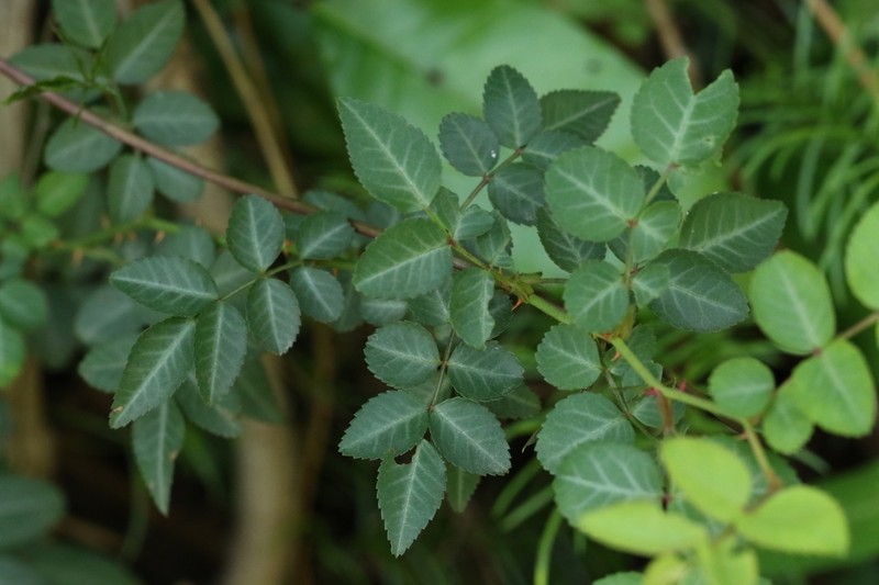 Rosa kwangtungensis photo 2