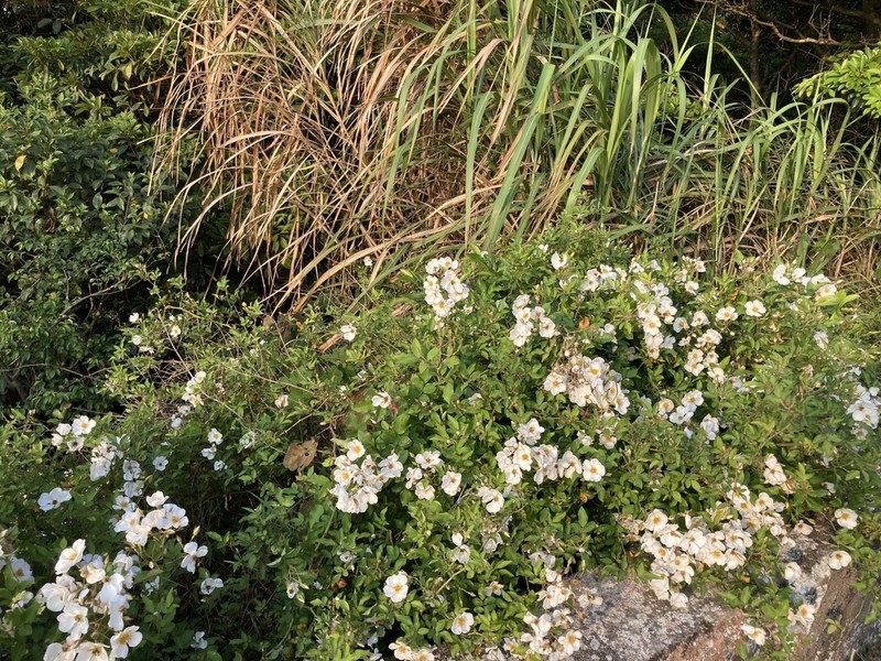 Rosa kwangtungensis photo 3