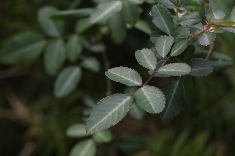Rosa kwangtungensis photo 4