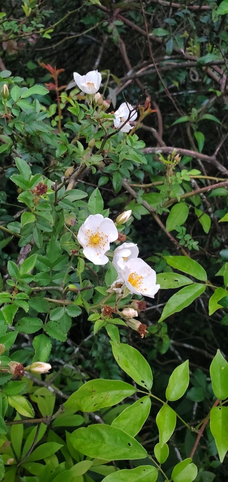 Rosa kwangtungensis photo 6